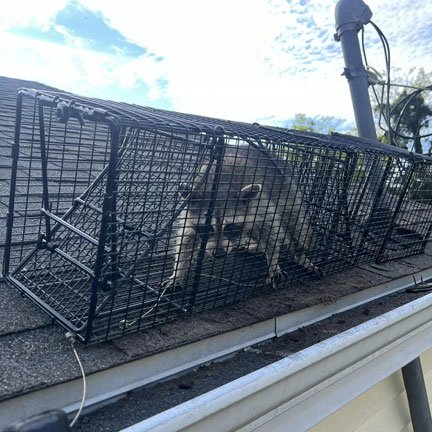 raccoon removal evansville Squirrel Removal Evansville bat removal evansville Bat Removal Evansville Wildlife Removal Evansville Bat Removal Newburgh Bat Removal Henderson, KY Bat Removal Owensboro Squirrel Removal Evansville Evansville Squirrel Trappers Newburgh Owensboro Henderson, KY