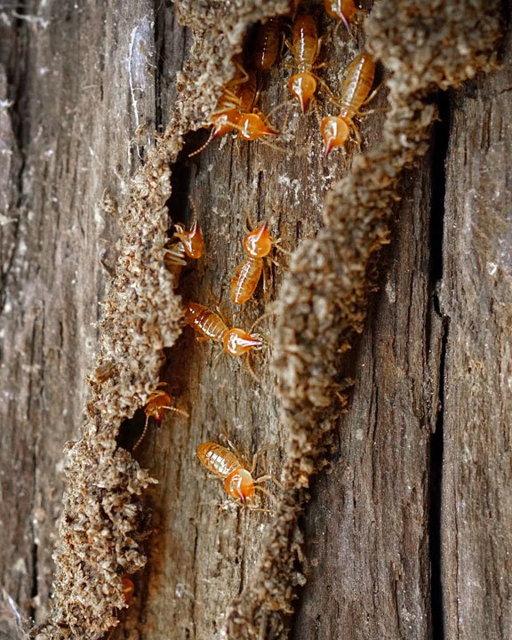 Termites